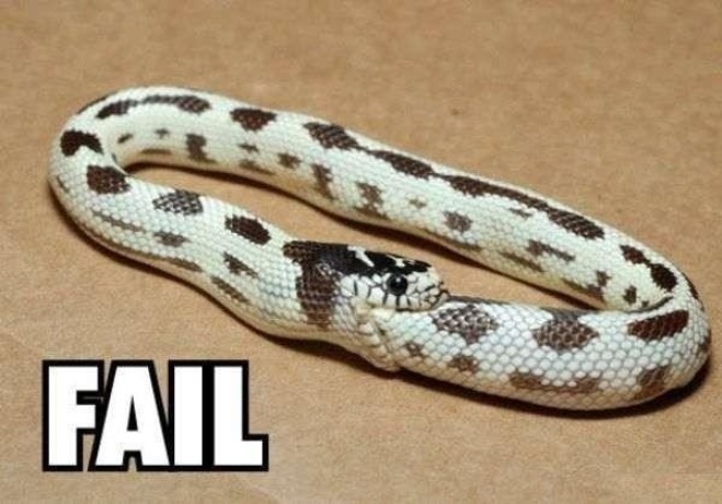 Snake-Eating-Own-Tail-Funny-Fail-Image-F