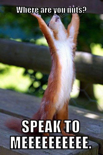 Squirrel Where Are You Nuts Funny Animal Meme Picture