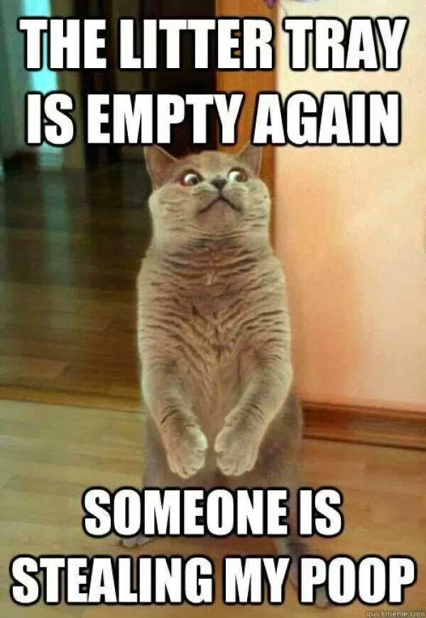 The Litter Tray Is Empty Again Funny Animal Cat Meme