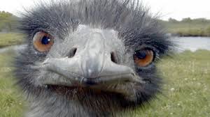 Weird Animal Closeup Face Funny Picture