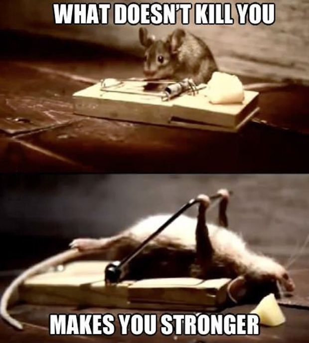 What Doesn't Kill You Funny Rat Animal Meme Photo For Facebook
