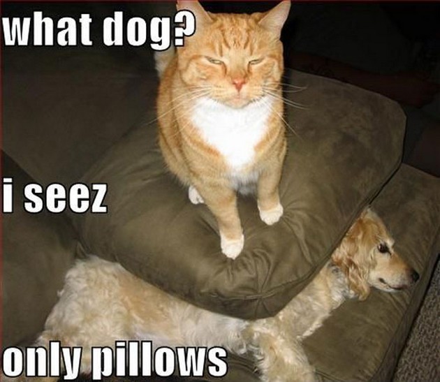 What Dog I Seez Only Pillows Funny Animal Meme Picture