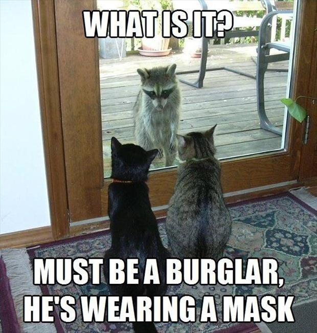 What Is It Must Be A Burglar He's Wearing A Mask Funny Animal Meme Picture