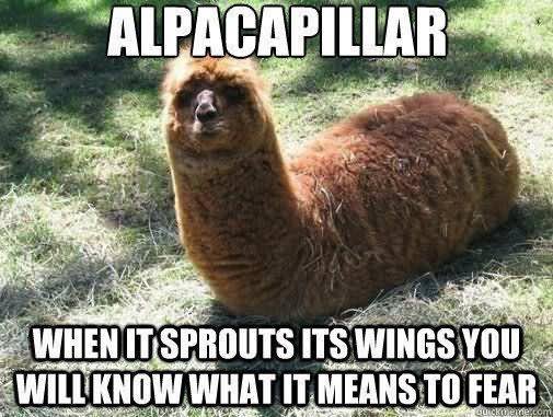 When It Sprouts Its Wings You Will Know What It Means To Fear Funny Animal Meme
