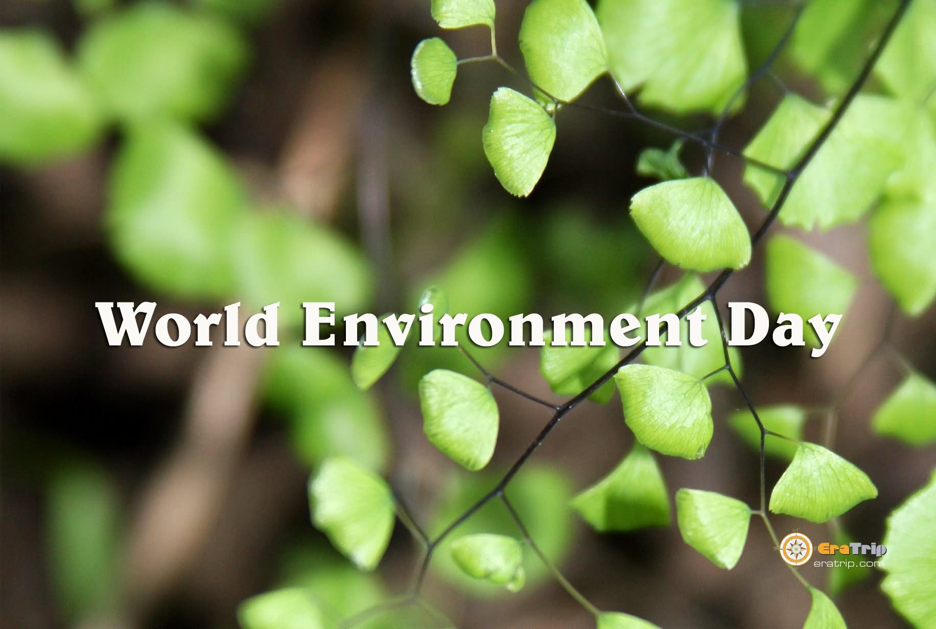 World Environment Day Photo