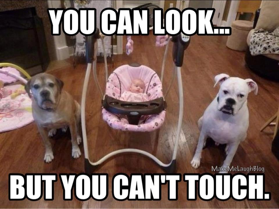 You Can Look But You Can't Touch Funny Animal Dogs Meme Picture For Whatsapp