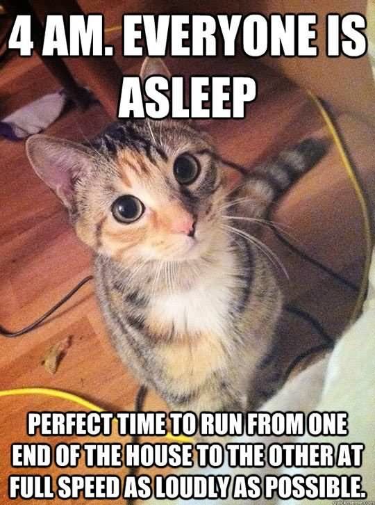 4 Am Everyone Is Asleep Funny Cat Meme Image