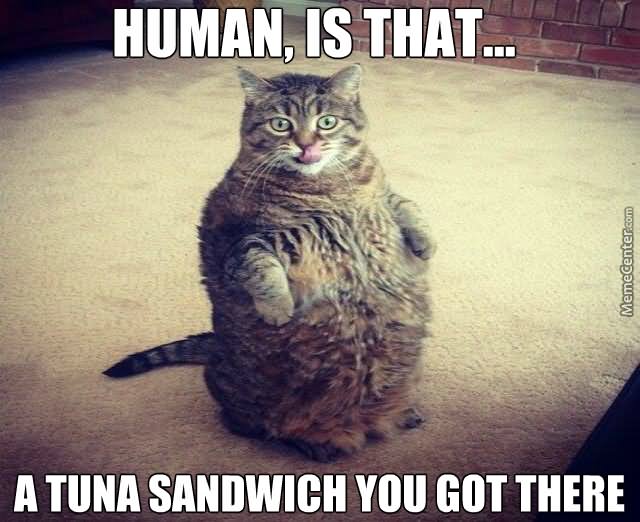 A Tuna Sandwich You Got There Funny Cat Meme Photo