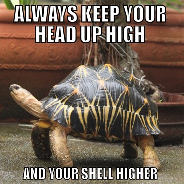 Always Keep Your Head Up High Funny Tortoise Meme Image