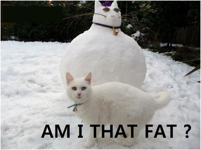 Am I That Fat Funny Cat Picture
