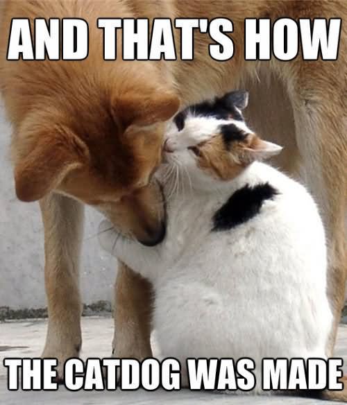 And That’s How The Catdog Was Made Funny Cat Meme Photo