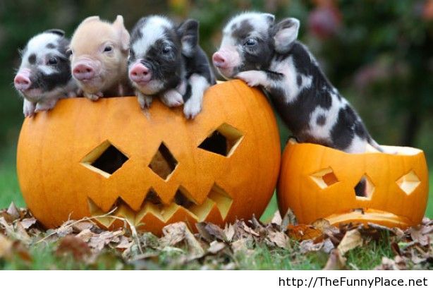 Baby Pigs Comes Out From Pumpkin Funny Halloween Image