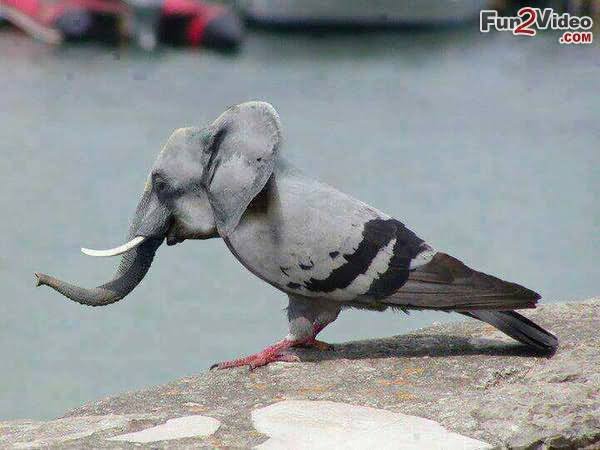 Bird With Elephant Face Funny Picture