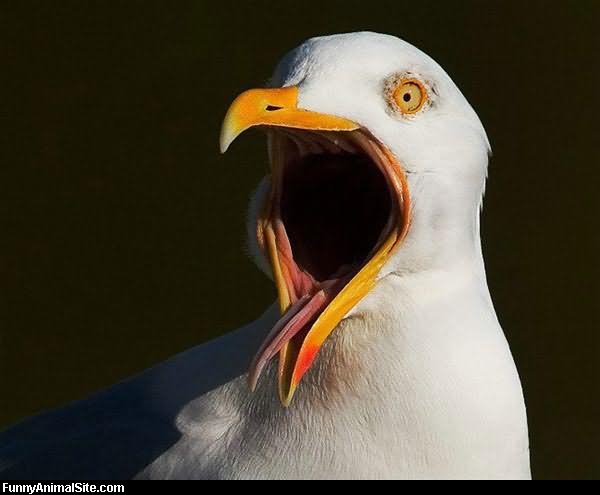 Bird With Open Mouth Funny Face Picture