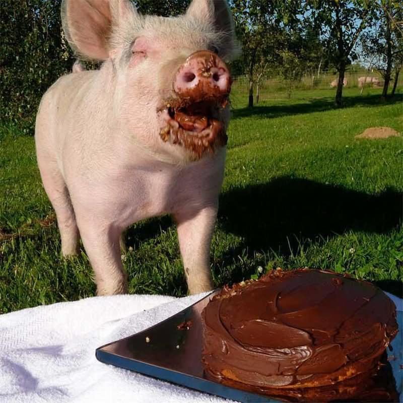 Birthday Cake Eating Laughing Pig Face Funny Photo