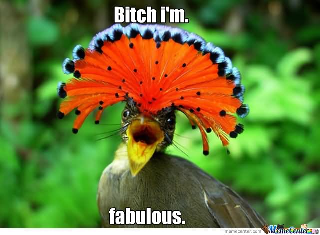 Bitch I Am Fabulous Funny Bird Meme Image