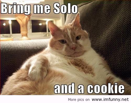 Bring Me Solo And A Cookie Funny Fat Cat Image
