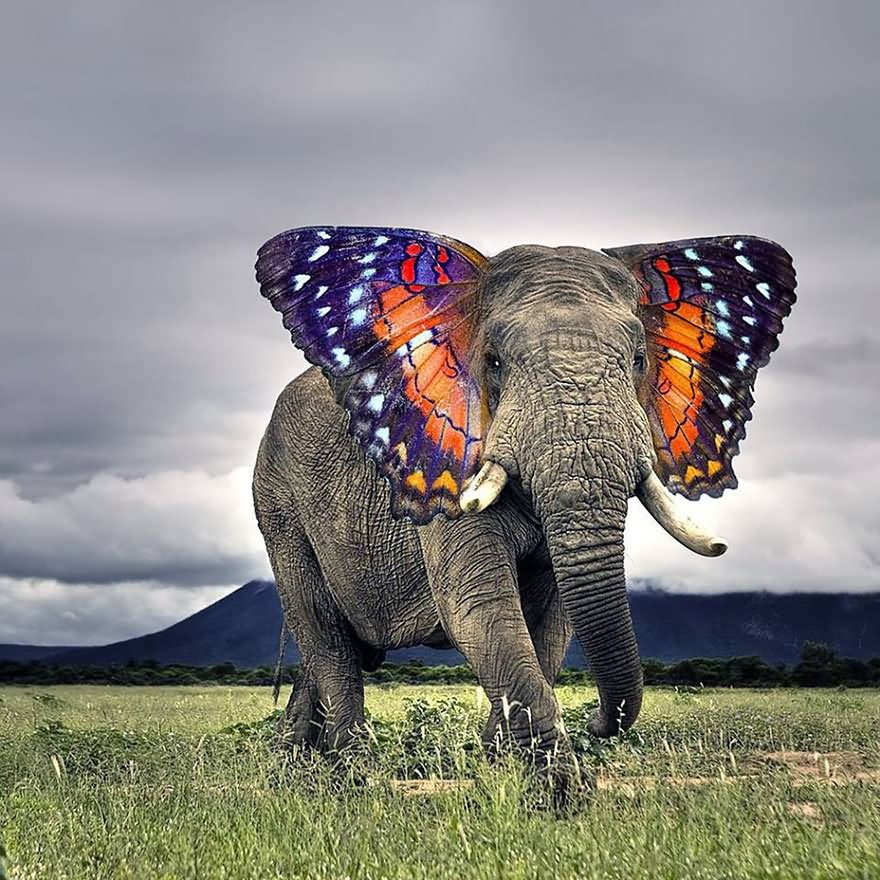 Butterfly Ears Elephant Funny Photoshopped Image