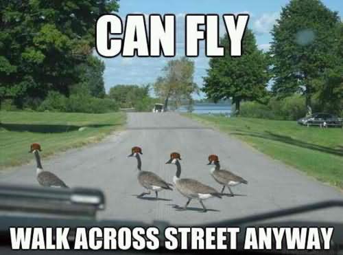 Can Fly Walk Across Street Anyway Funny Bird Meme Image