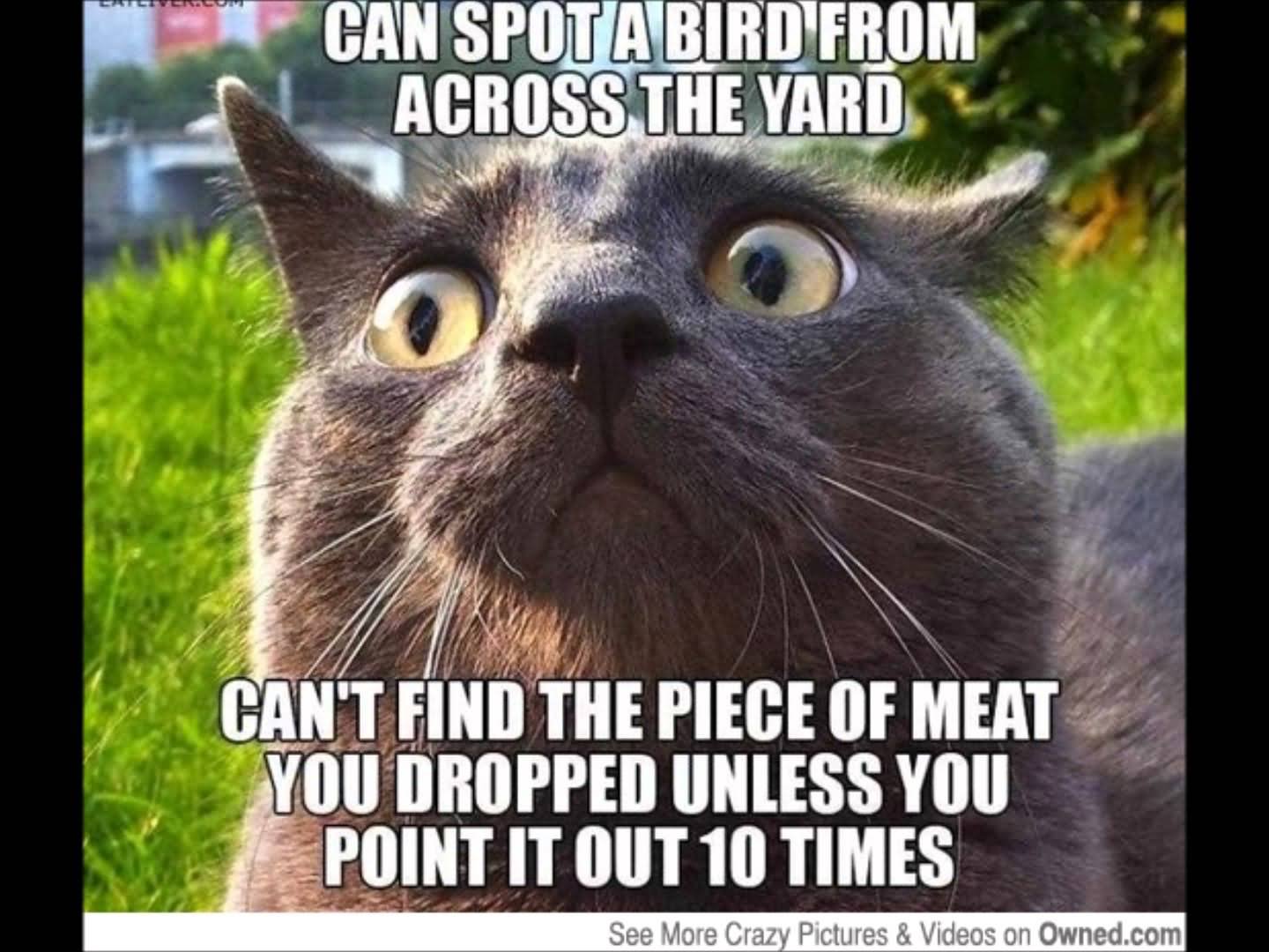 Can Spot A Bird From Across The Yard Funny Cat Meme Picture