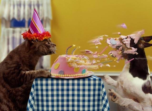 Cat Blow Out Birthday Candle Funny Animals Photo