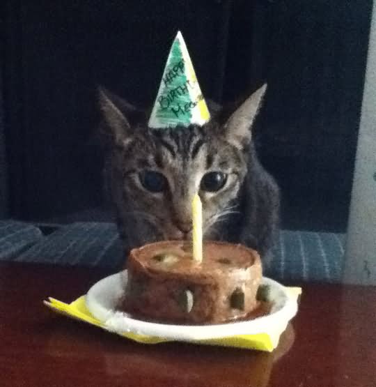 Cat Celebrating Their Birthday Funny Picture
