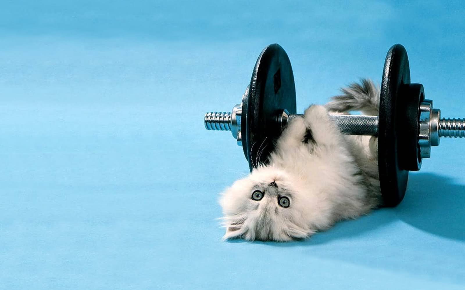 Cat Doing Exercise With Dumbbell Funny Image
