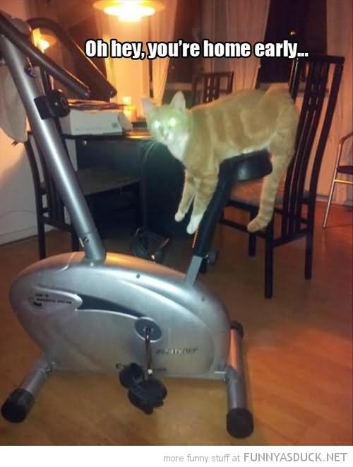 Cat On Exercise Cycle Funny Picture