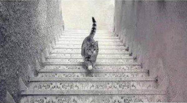 Cat On Stairs Optical Illusion