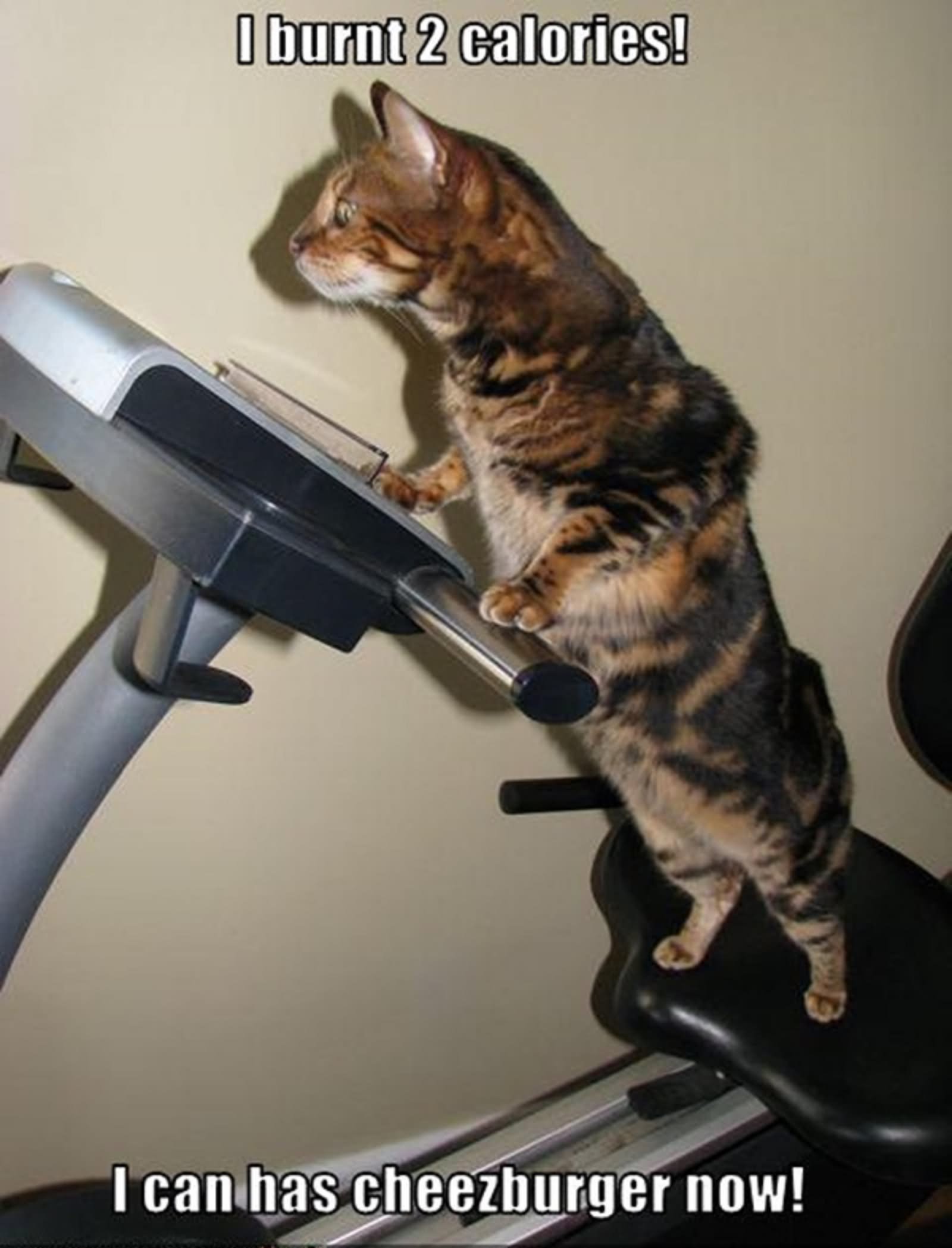 Cat On Tread Mill Doing Exercise Funny Picture