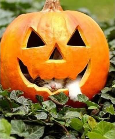 Cat Sleeping In Halloween Pumpkin Funny Picture