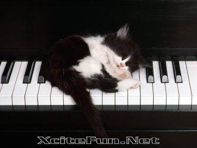 Cat Sleeping On Piano Funny Image