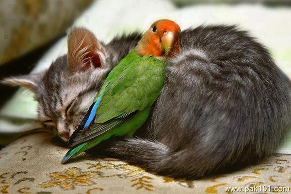 Cat Sleeping With Parrot Funny Image