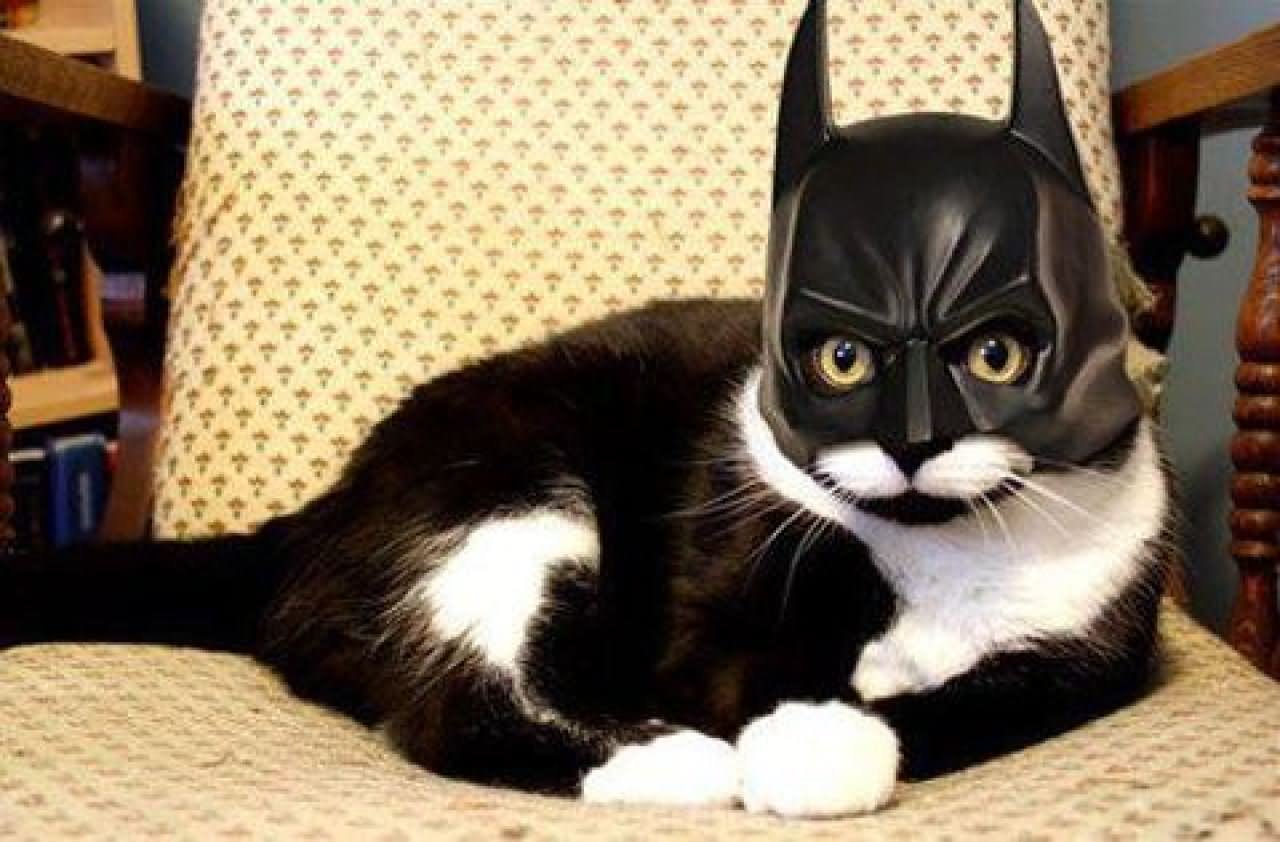Cat With Batman Mask Funny Halloween Picture