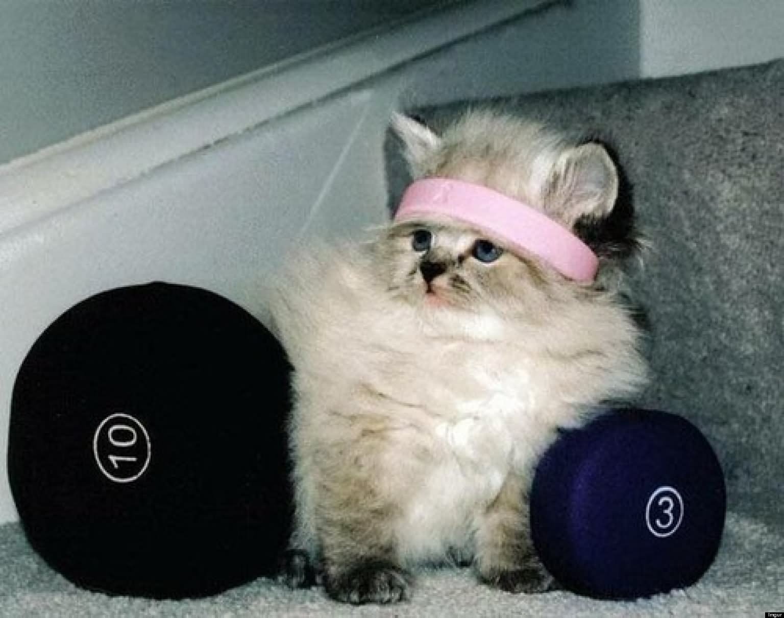 Cat With Dumbbells Funny Photo For Whatsapp