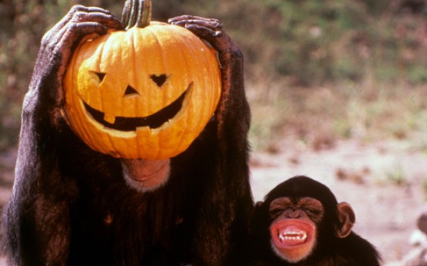 Chimpanzee With Halloween Pumpkin Funny Animal Photo