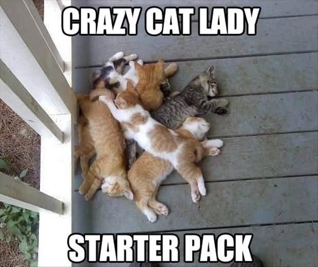 Crazy Cat Lady Funny Meme Photo