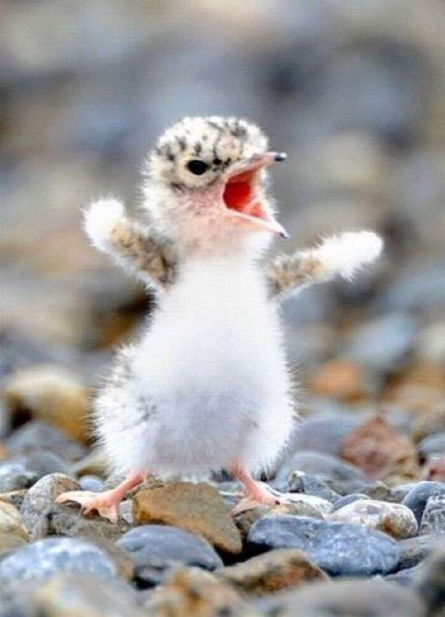 Cute Baby Bird With Angry Face Funny Image