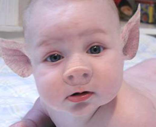 Cute Baby With Pig Face Funny Photoshopped Photo For Facebook