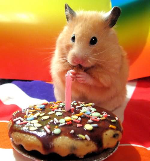Cute Rat With Birthday Cake Funny Image