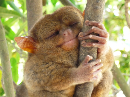 Cute Tarsier Sleeping On Tree Funny Image