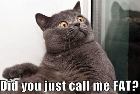 Did You Just Call Me Fat Funny Cat Image