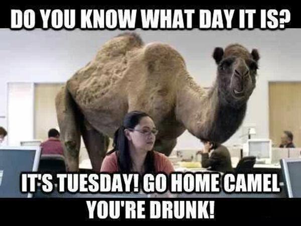 Do You Know What Day It Is Funny Camel Meme Image