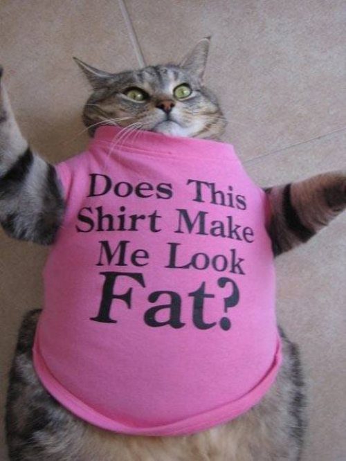Does This Shirt Make Me Look Fat Funny Cat Picture