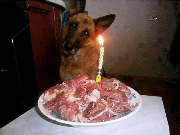 Dog Celebrating Their Birthday With Meat Cake Funny Animal Image