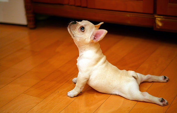 Dog Doing Push Up Funny Exercise Picture