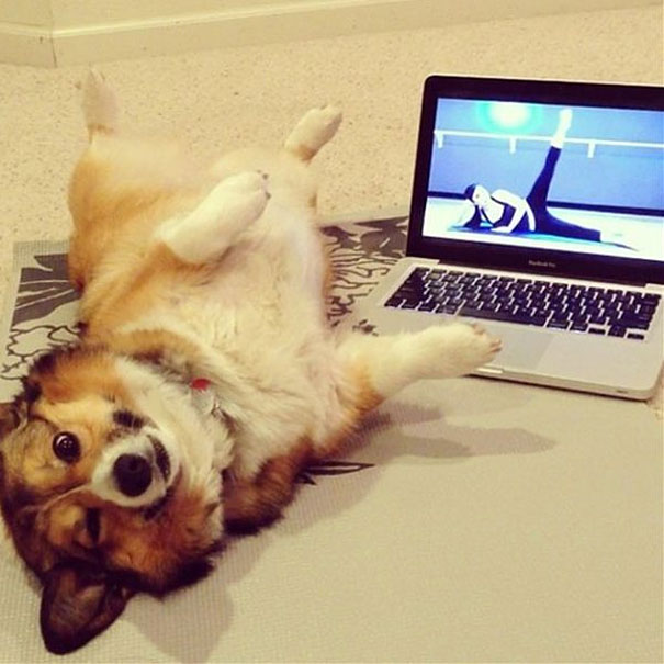 Dog Learning Exercise Funny Image