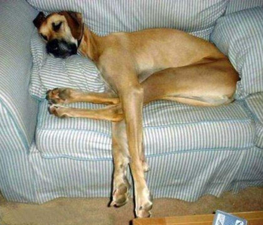 Dog Sleeping On Sofa Funny Image