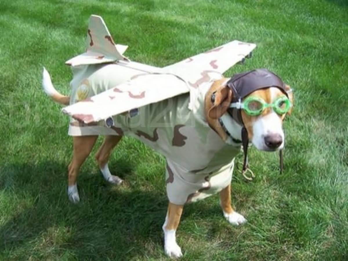 Dog With Aeroplane Costume Funny Halloween Animal Picture