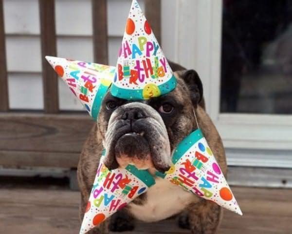 Dog With Birthday Hats Funny Animal Photo